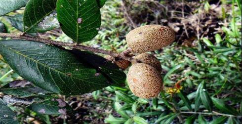 Trái cám bên ngoài có lớp vỏ sần sùi, nhiều mủ, sau đó là một lớp “xốp xốp” y hệt cùi bưởi.