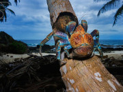 Tiêu dùng - Loài cua biết leo cây, nhìn đáng sợ nhưng là đặc sản nổi tiếng, ở Việt Nam bán 500.000 đồng/kg