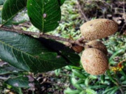 Xem ăn chơi - Loại quả xưa đầy không ai hái, giờ thành đặc sản được người thành phố mê tít, 70.000 đồng/kg