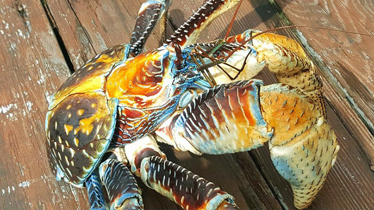 Cua dừa loài động vật chân khớp lớn nhất thế giới được phát hiện trên các hòn đảo của Ấn Độ Dương và một phần ở Thái Bình Dương