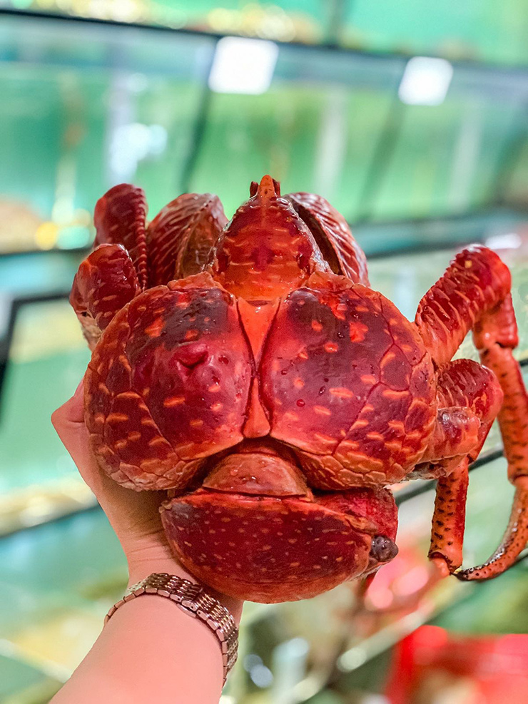 Ngoài ra, trong thịt cua có chứa nhiều chất dinh dưỡng tốt cho cơ thể nên được người sành ăn săn lùng