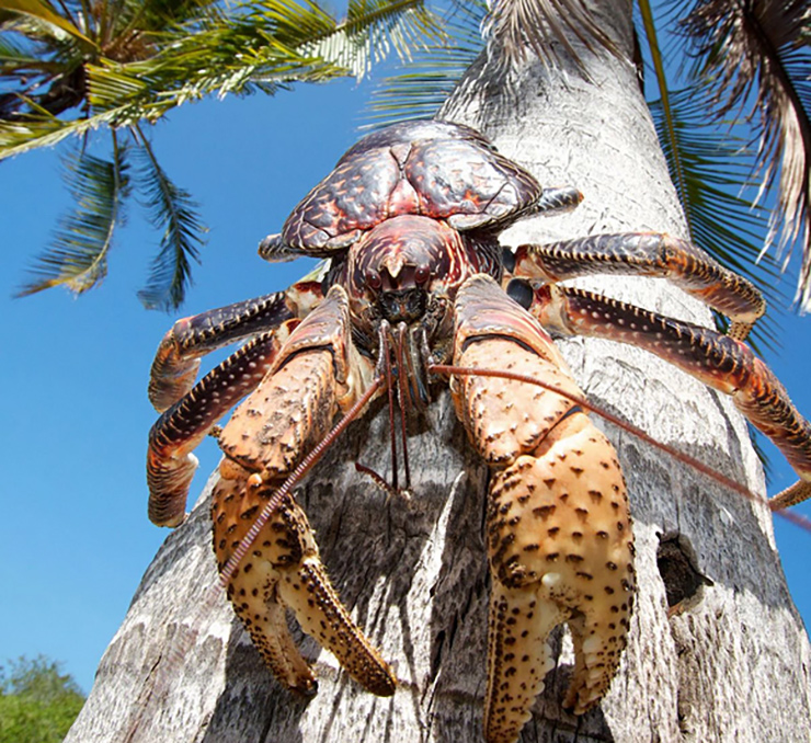 Hầu như toàn bộ lượng cua dừa trên thị trường Việt Nam đều là hàng nhập khẩu. Bạn có thể tìm mua cua dừa ở một số khu chợ hải sản lớn với giá trung bình từ 500.000 đồng/kg tùy cân nặng. Trong đó, 1 con cua dừa thường có cân nặng chuẩn từ 2 - 4kg.