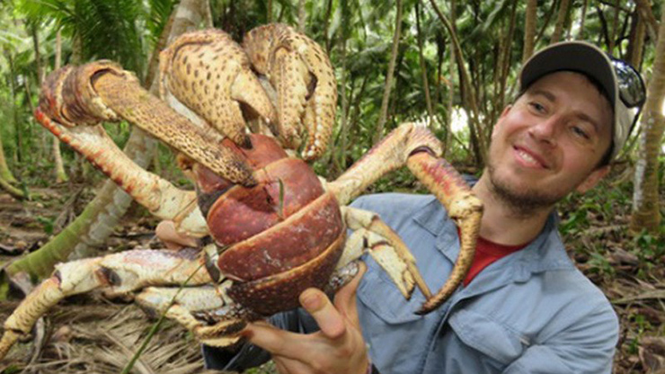 Chúng cùng họ với cua, nhện, bọ cạp... nhưng hình dáng kỳ dị hơn rất nhiều