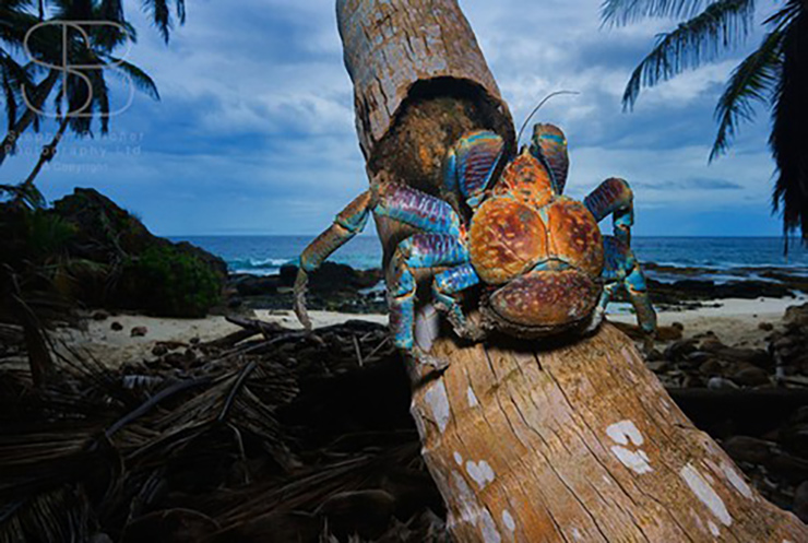 Mùa sinh sản của cua dừa diễn ra từ tháng 5 đến tháng 9, đặc biệt là vào tháng 7 và tháng 8. 