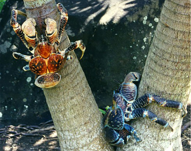 Tùy vào môi trường sống mà màu sắc của cua dừa có sự khác nhau, từ màu đỏ da cam đến tím xanh. 