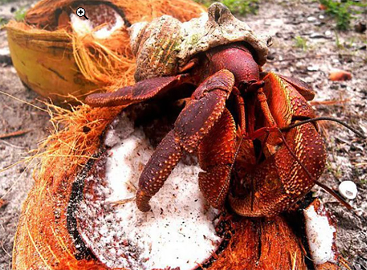 Ban ngày, chúng ẩn mình để tránh mất nước vì nhiệt. Hang của cua dừa có những sợi mảnh nhưng rất chắc chắn từ vỏ dừa mà chúng lót bên dưới.