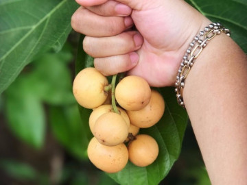 Loại quả chỉ có ở Cần Thơ khiến du khách đến đây phải lùng mua bằng được