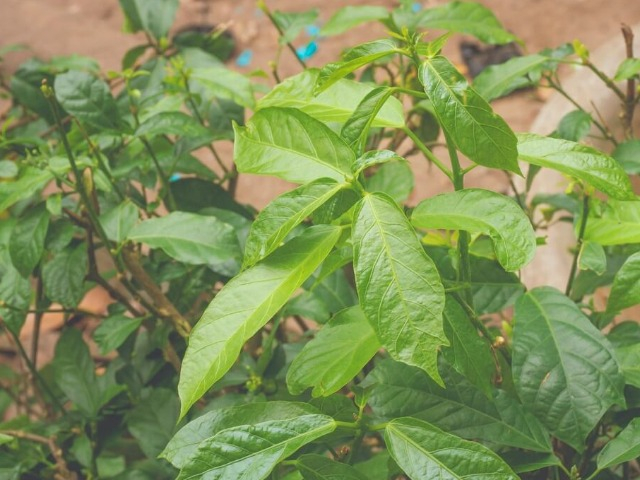 Loại rau xưa làm hàng rào chẳng ai biết đến, giờ thành đặc sản nổi tiếng được chị em ưa chuộng, 90.000 đồng/kg