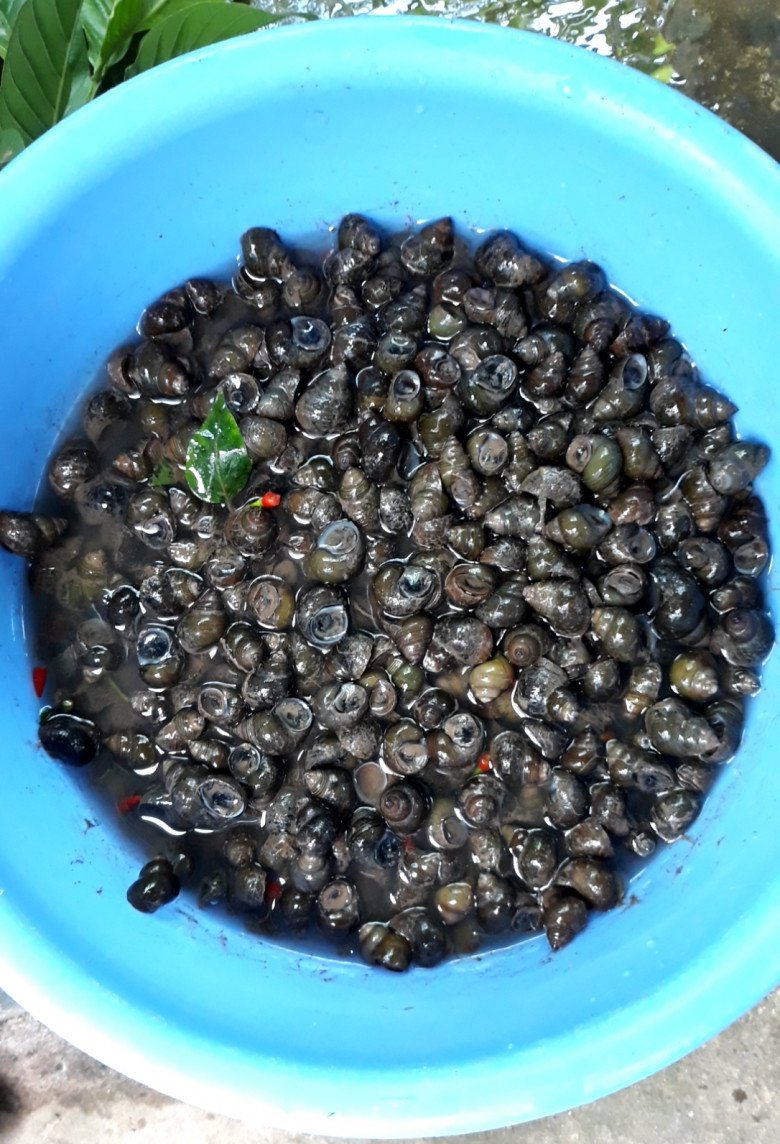 Ốc đắng chỉ có ở miền Tây