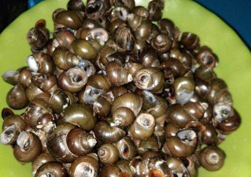 Đặc sản chỉ có ở miền Tây, nghe tên đắng ngắt nhưng nổi tiếng thơm ngon, 130.000đồng/kg không mấy ai được thưởng thức - 2