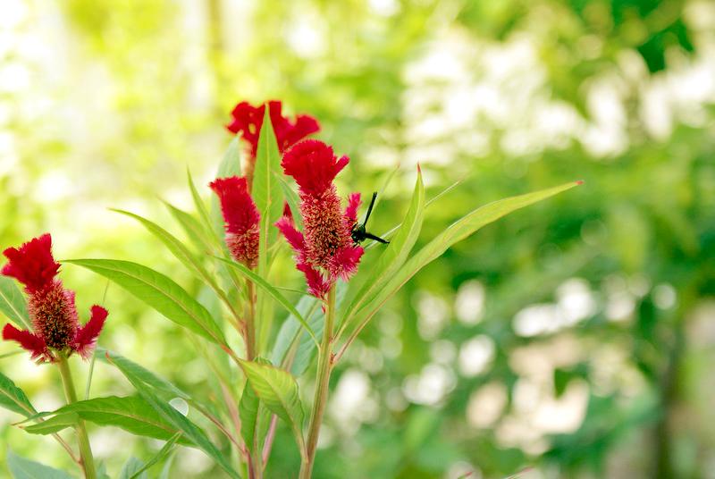 Hoa mào gà - Sự tích, ý nghĩa, tác dụng và cách trồng đúng kỹ thuật - 11