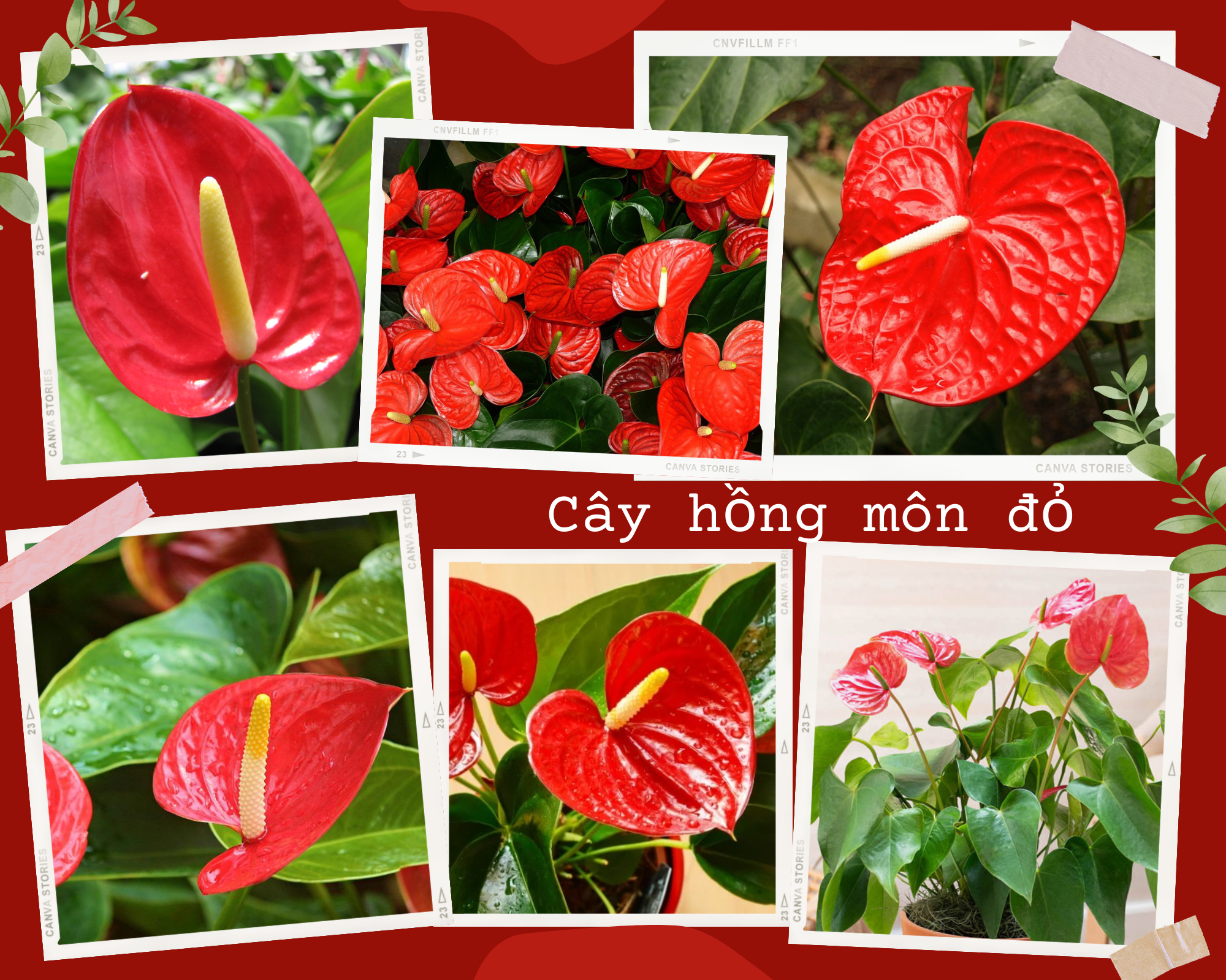 Cây hồng môn đỏ