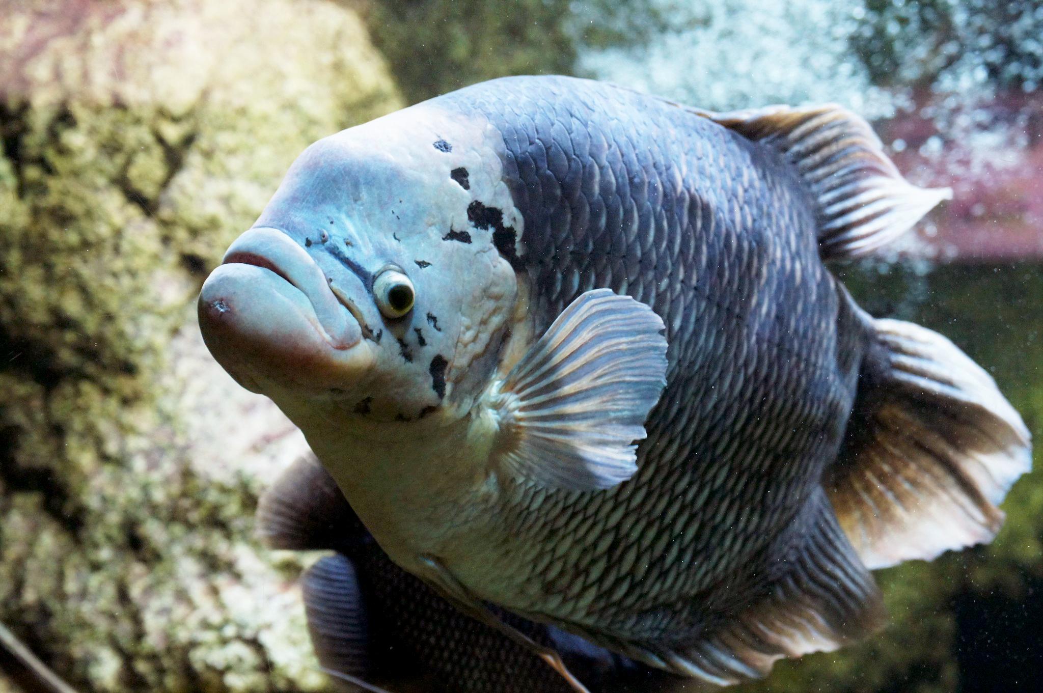  Cá Tai Tượng có những loại nào, ý nghĩa và cách nuôi cá đẹp