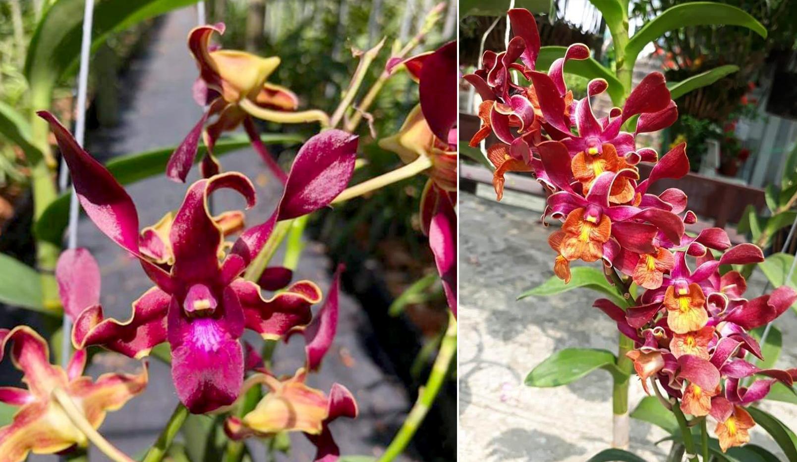 Lan dendro - Phân loại, cách trồng và chăm sóc cho hoa quanh năm - 26