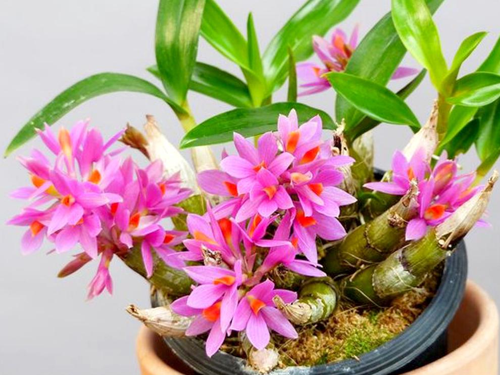 Lan dendro - Phân loại, cách trồng và chăm sóc cho hoa quanh năm - 25