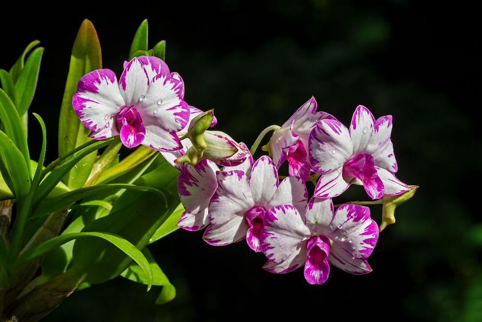 Lan dendro - Phân loại, cách trồng và chăm sóc cho hoa quanh năm - 7