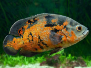 Nhà đẹp - Cá Tai Tượng có những loại nào, ý nghĩa và cách nuôi cá đẹp