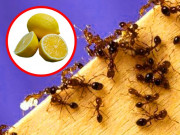 Nhà đẹp - 20 cách đuổi kiến ra khỏi nhà vĩnh viễn, hiệu quả mà vô cùng đơn giản