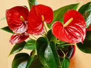 Nhà đẹp - Cây hồng môn hợp mệnh, tuổi nào? Ý nghĩa phong thủy trong đời sống