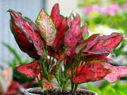 Nhà đẹp - Cây vạn lộc có ý nghĩa gì, cách nhận biết với cây phú quý