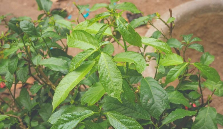 Loại rau xưa làm hàng rào chẳng ai biết đến, giờ thành đặc sản nổi ...