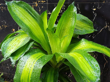 Cây thiết mộc lan: Ý nghĩa phong thủy, cách trồng và chăm sóc