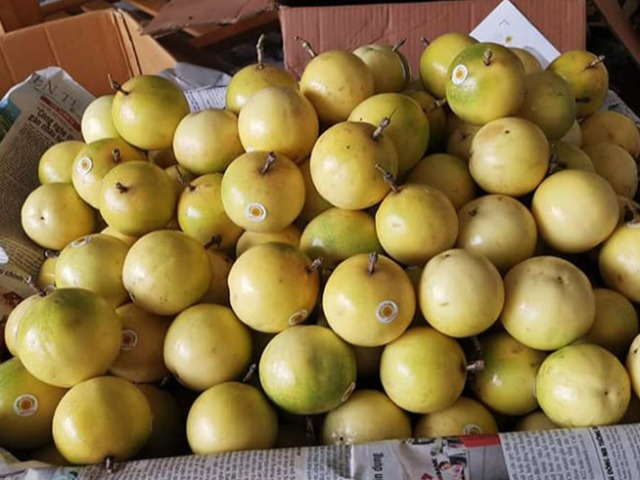 Loại quả xưa có đầy ở bờ rào không ai hái, giờ thành đặc sản hấp dẫn trong mùa hè, 40.000 đồng/kg