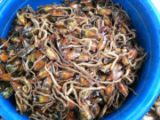 Xem ăn chơi - Con vật nhìn như giun là đặc sản chỉ có ở Hải Phòng, ngon ngọt hơn cua ghẹ, 150.000 đồng/kg