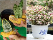 Nhà đẹp - 3 loại cây càng "khát" càng bùng nổ, thỉnh thoảng tưới một chút nước sẽ lớn thần tốc
