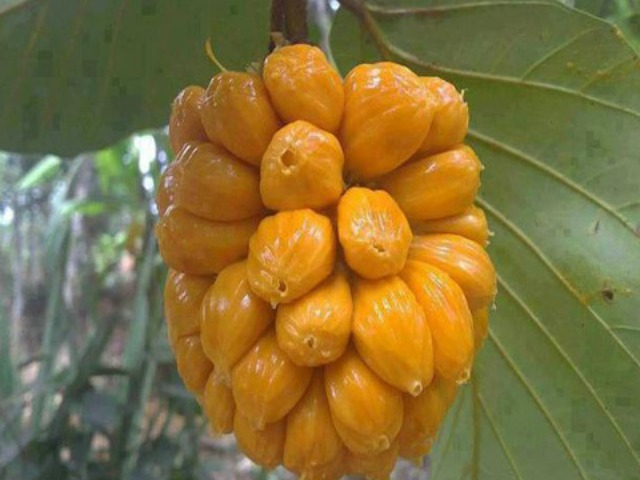 Loại quả xưa có đầy không ai hái, giờ thành đặc sản thơm ngon chị em thành phố săn lùng, 60.000 đồng/kg