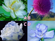 Eva tám - Trắc nghiệm tâm lý: Chọn 1 bông hoa để biết sức hút của bạn là gì