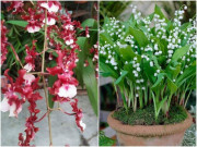 Nhà đẹp - 4 loại hoa nở đẹp, thơm nồng mùi nước hoa, trồng trên ban công nức mũi cả nhà