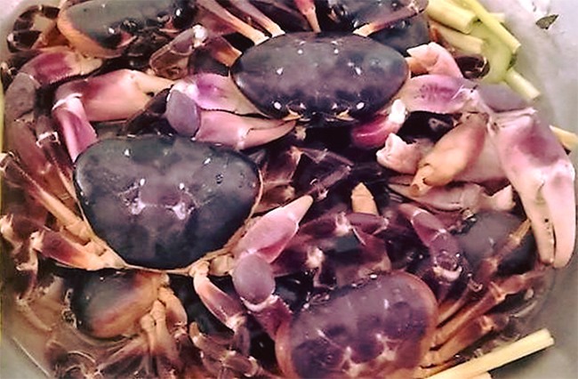 Đặc sản cực hiếm ở Quảng Nam, ngon hơn cả cua huỳnh đế, 2 triệu đồng / kg phải rất may mắn mới được thưởng thức - 1