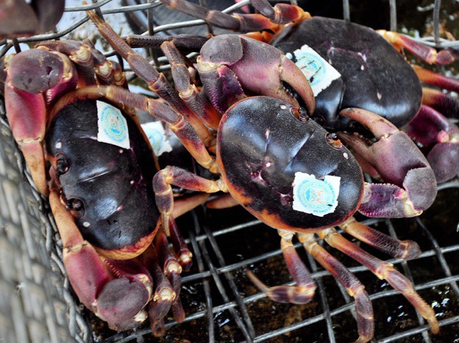 Đặc sản cực hiếm ở Quảng Nam, ngon hơn cả cua hoàng đế 2 triệu đồng / kg phải may mắn lắm mới được thưởng thức - 2