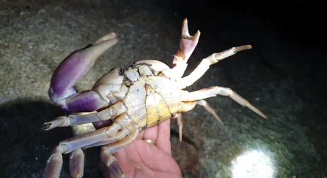 Đặc sản cực hiếm ở Quảng Nam, ngon hơn cua huỳnh đế, 2 triệu đồng / kg phải rất may mắn mới được thưởng thức - 4