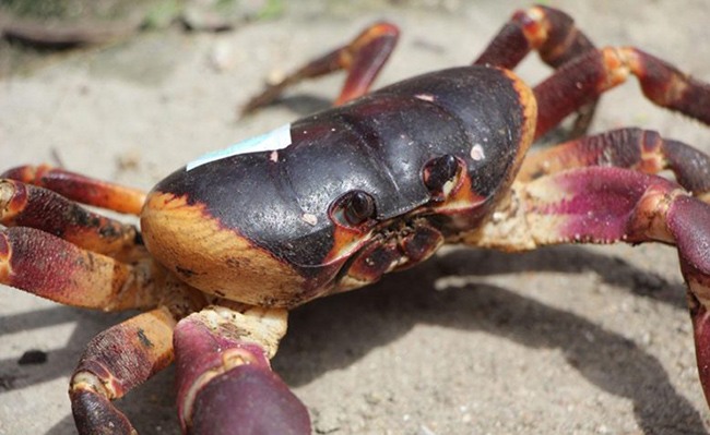 Đặc sản cực hiếm ở Quảng Nam, ngon hơn cả cua huỳnh đế, 2 triệu đồng / kg phải rất may mắn mới được thưởng thức - 3