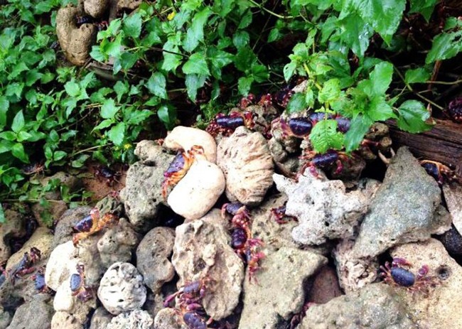 Đặc sản cực hiếm ở Quảng Nam, ngon hơn cả cua huỳnh đế, 2 triệu đồng / kg phải rất may mắn mới được thưởng thức - 6