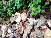 Tiêu dùng - Đặc sản cực hiếm ở Quảng Nam, thơm ngon hơn cua huỳnh đế, 2 triệu đồng/kg phải rất may mắn mới được thưởng thức