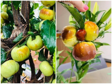 Loại táo có hình dáng lạ lẫm chưa từng thấy, giá đắt đỏ chị em vẫn thi nhau đặt mua, 350.000 đồng/kg