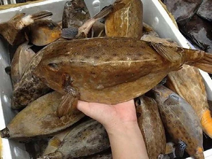 Cá bò hòm có thân hình như chiếc hộp, nhìn dữ dằn nhưng phần thịt lại vô cùng thơm ngon