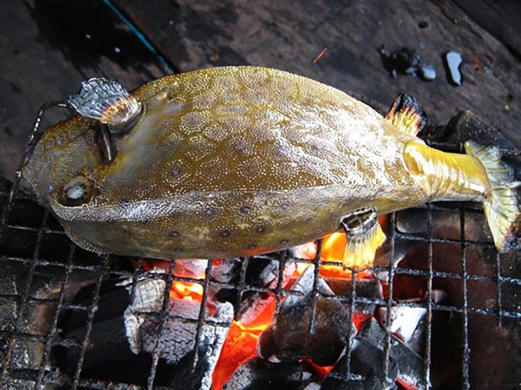 Cá bò hòm nướng là thơm ngon nhất
