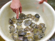 Tin tức - Nghề lạ ở Việt Nam: Nuôi loài lạ nhìn "sợ khiếp vía", cho ăn toàn thứ rẻ tiền, nhàn tênh mà bán mỗi con lãi vài triệu