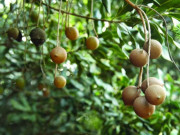 Xem ăn chơi - Đặc sản xưa ít ai biết đến, giờ được chị em nội trợ "ưa chuộng" đến lạ, ăn ngon lại bổ, 600.000 đồng/kg