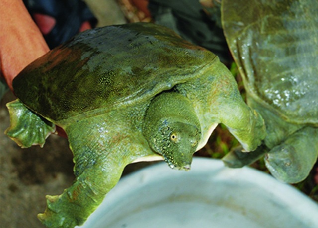 Trông bề ngoài có vẻ đáng sợ nhưng thực chất thịt cua đinh là đặc sản mà không phải ai cũng có cơ hội thưởng thức. 