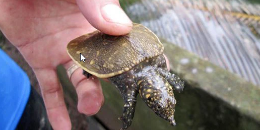 Cua đinh giống có giá 400 – 500.000 đồng/con.