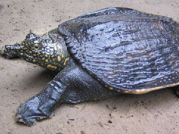 Cận cảnh con cua đinh