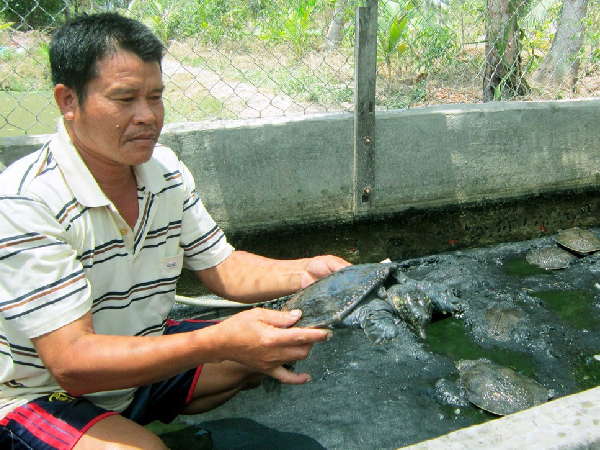 Hệ thống chuồng bể nuôi cua đinh của ông Thường tại Bạc Liêu.