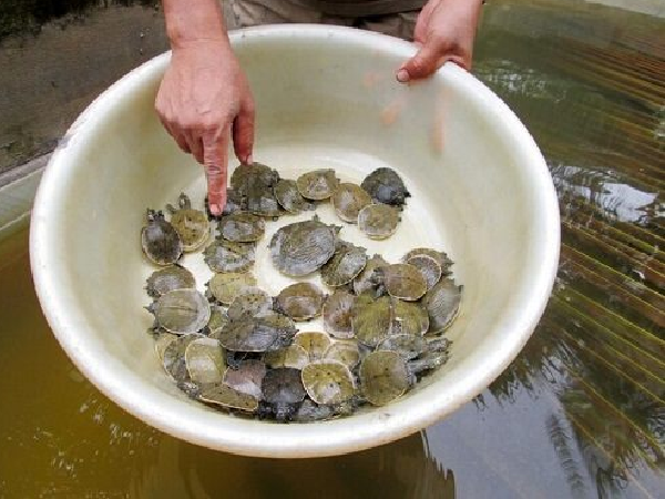 Nghề lạ ở Việt Nam: Nuôi loài lạ nhìn amp;#34;sợ khiếp víaamp;#34;, cho ăn toàn thứ rẻ tiền, nhàn tênh mà bán mỗi con lãi vài triệu - 6