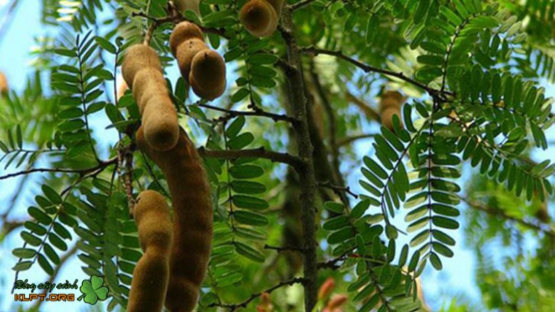 Trái me giờ đây thành đặc sản ở thành phố