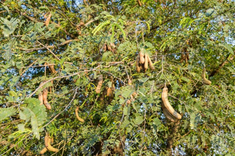 Cây me dễ sống và được nhiều người trồng mà không phải tốn nhiều công chăm sóc